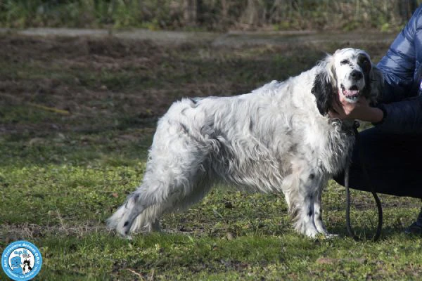 MAYA nonnina setter bellissima e dal carattere dolcissimo | Foto 6