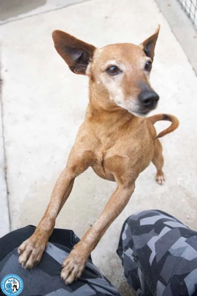 DODY simil pinscher di 5 kg buonissimo e molto dolce  | Foto 0