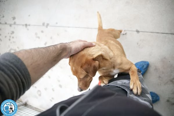 TEO piccolo cagnolino equilibrato e buono  | Foto 0