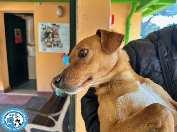 TEO piccolo cagnolino equilibrato e buono 