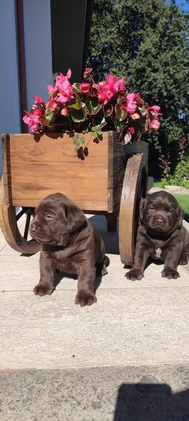 Cuccioli Labrador cioccolato