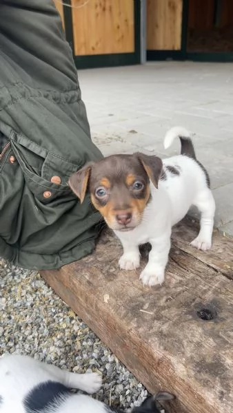 Cuccioli Jack Russel