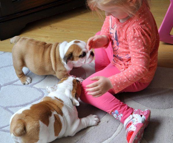 Regalo Cuccioli Bulldog Inglese Per L Adozioneoffro In Regalo La