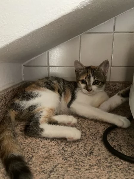 Dolcissima gattina di circa due mesi e mezzo cerca casa | Foto 3