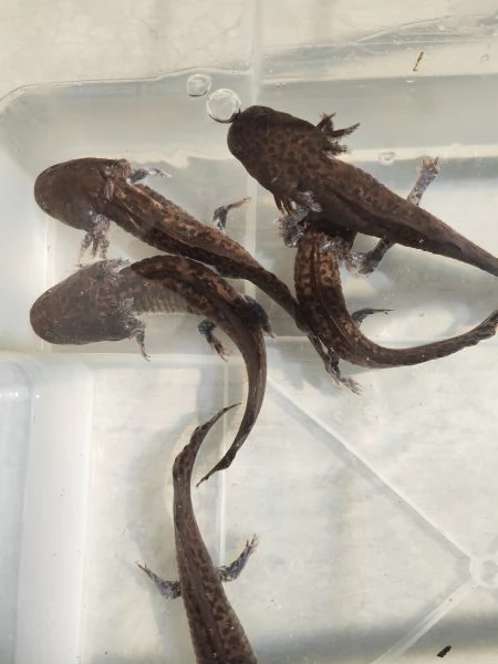 Ambystoma andersoni | Foto 2