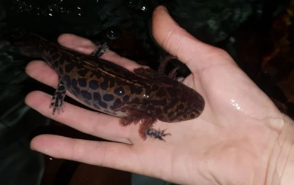 Ambystoma andersoni | Foto 1