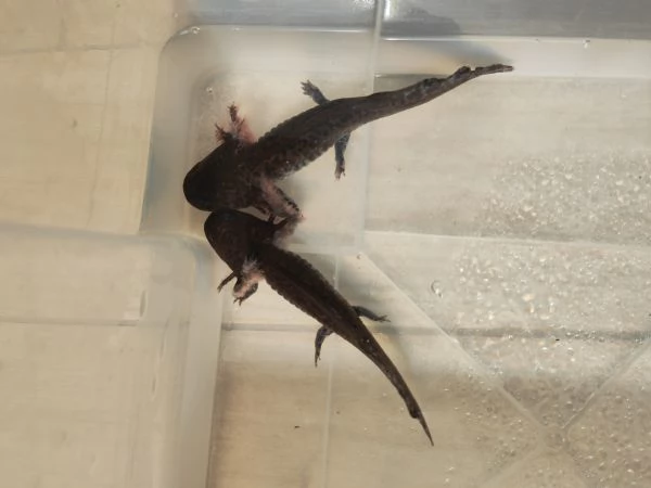 Ambystoma andersoni | Foto 1