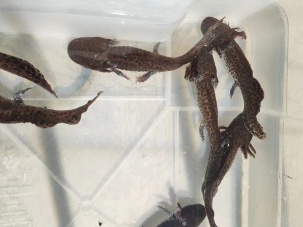 Ambystoma andersoni | Foto 0