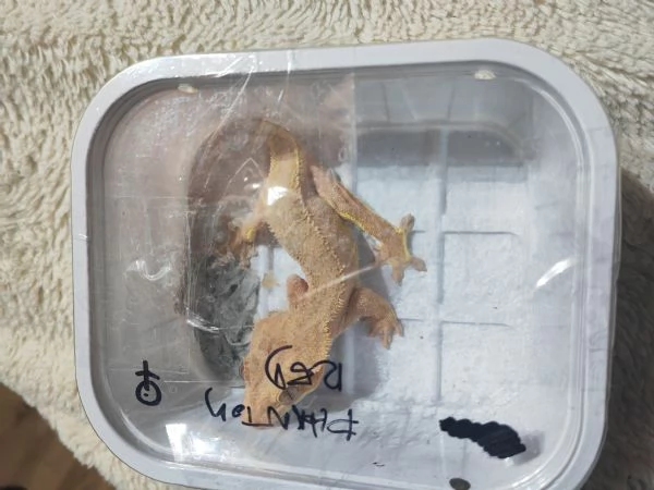 Geco ciliatus | Foto 0