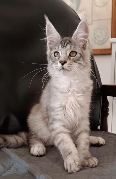 Cuccioli di Maine Coon  | Foto 0