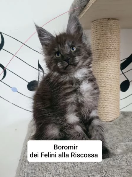 Cuccioli di Maine Coon  | Foto 1