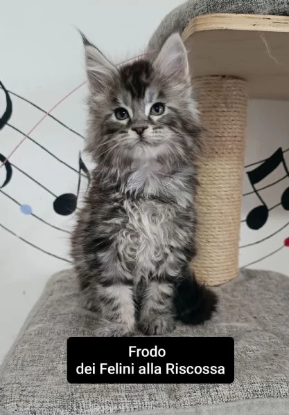 Cuccioli di Maine Coon  | Foto 0