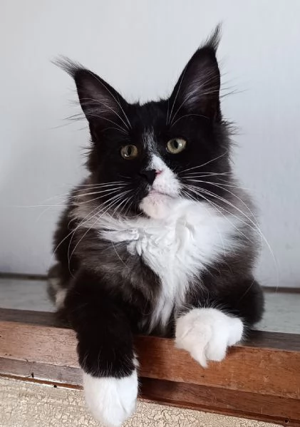 Cuccioli di Maine Coon 