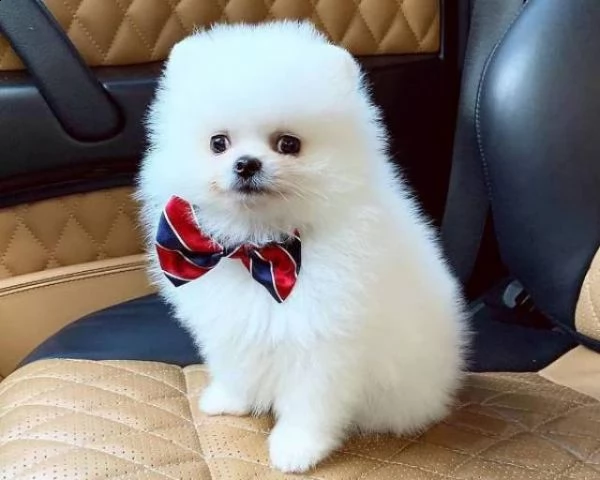 Regalo Volpino Pomerania Da Volontario A Ancona Regalo Volpino Di Pomerania Italiano Cuccioli Adorabili Volpino Di Pomerania Cuccioli Femminucce E