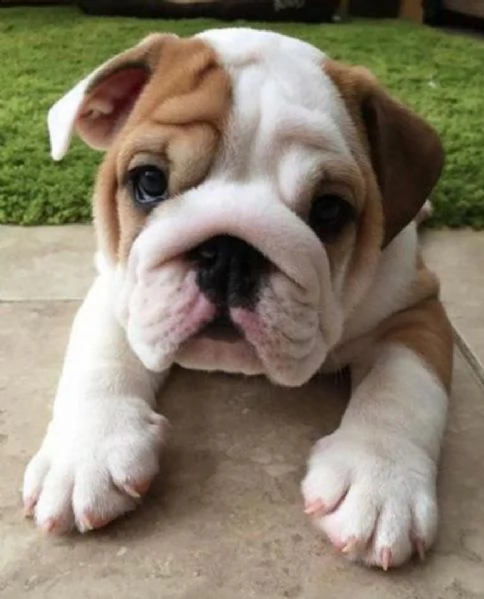 regalo bulldog inglese cuccioli disponibili