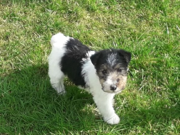 cuccioli sani di fox terrier disponibili | Foto 2