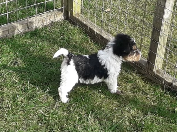 cuccioli sani di fox terrier disponibili | Foto 1