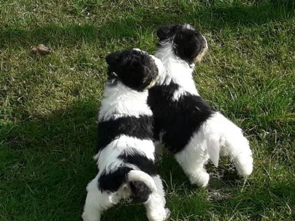 cuccioli sani di fox terrier disponibili