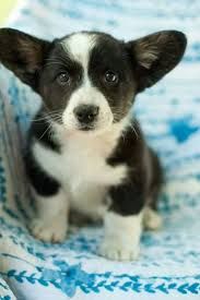 Adorali Cuccioli Di Cardigan Welsh Corgi Femminucce E Maschietti