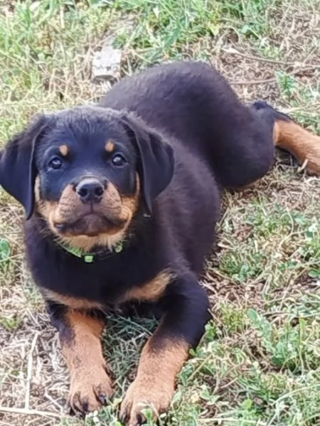 CUCCIOLI ROTTWEILER | Foto 6