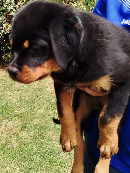 CUCCIOLI ROTTWEILER | Foto 4