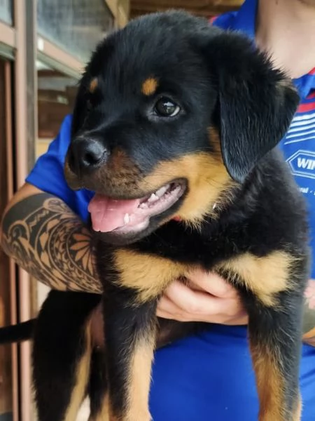 CUCCIOLI ROTTWEILER | Foto 3