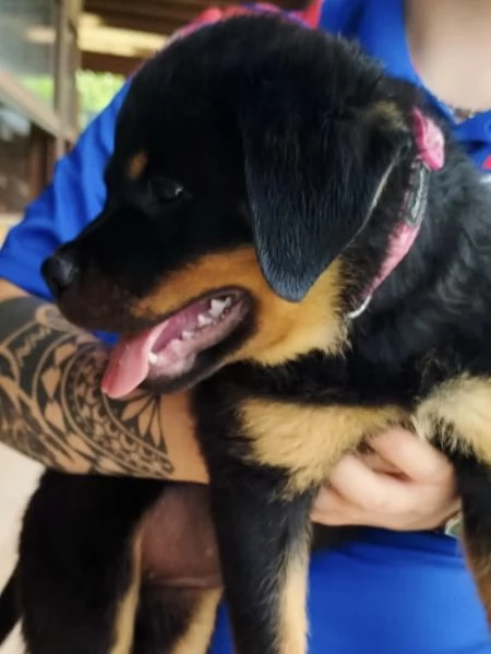 CUCCIOLI ROTTWEILER | Foto 0