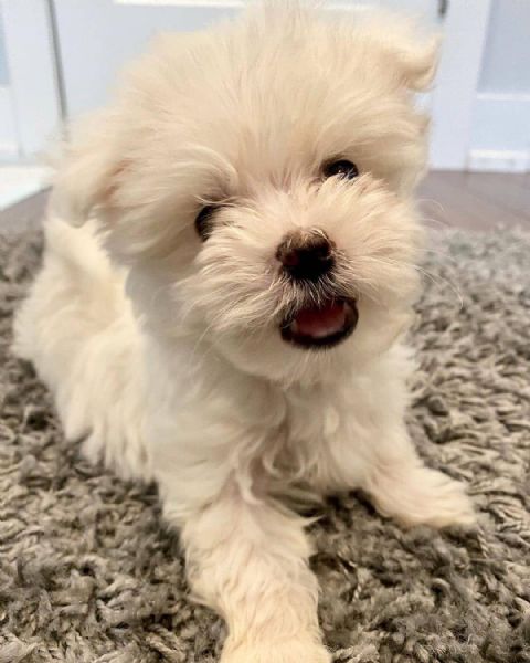 Regalo Bellissimi Cuccioli Di Maltese Mini T O Y