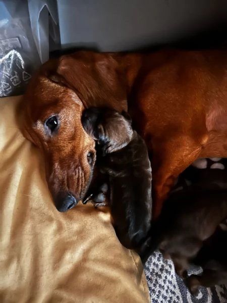 Cuccioli bassotto nano maschi