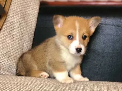 Vendita Welsh Corgi Da Privato A Milano Cuccioli Di Welsh Corgi Pembroke Pronti