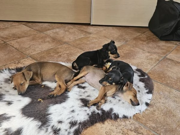 Pinscher nano | Foto 2