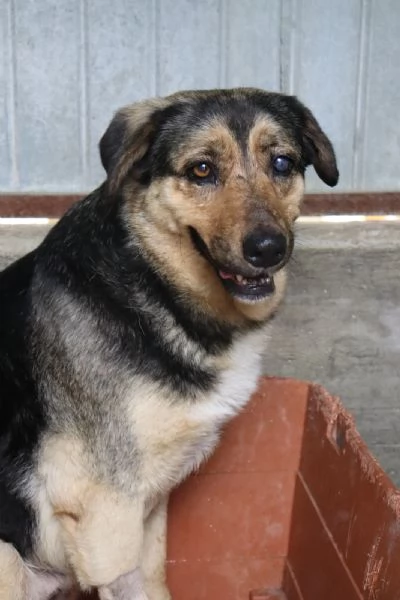 ANNA dolce cagnolina cieca a un occhio salvata da una brutta fine 