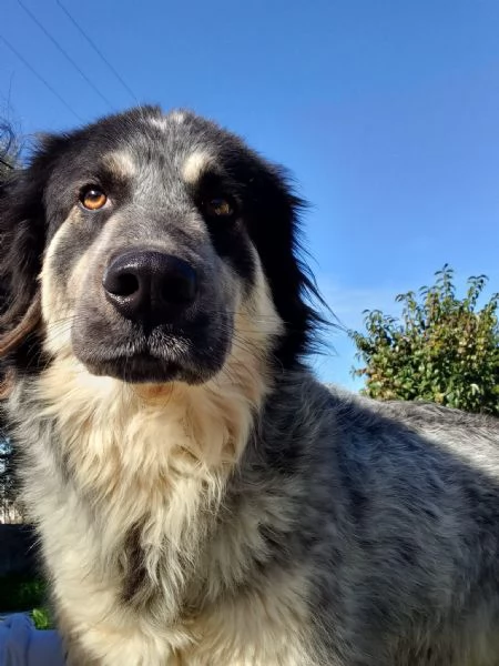 Ermes simil border collie in cerca di adozione