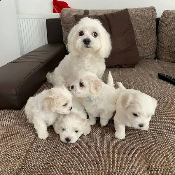 Pincher maltese best sale