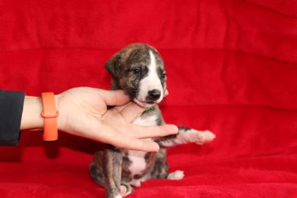 Cuccioli di levriero whippet  | Foto 0