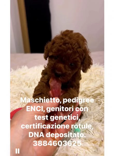 Cuccioli Barboncino toy | Foto 3