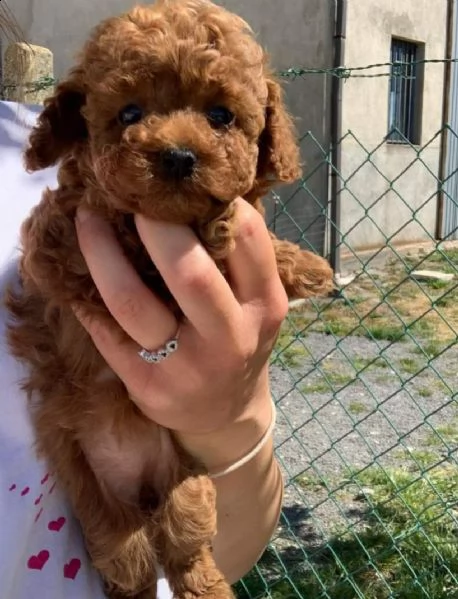 cuccioli di barboncino