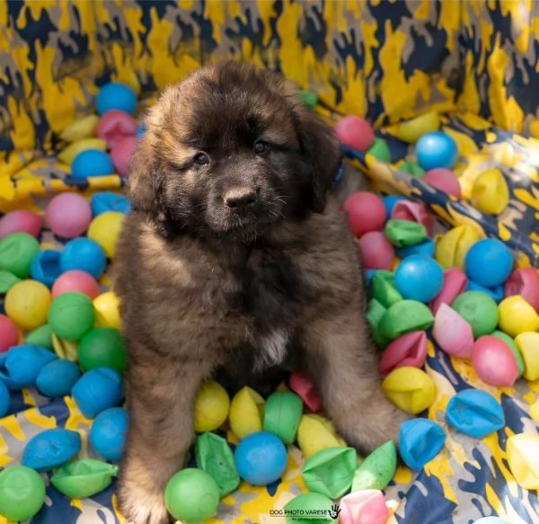 Cuccioli di Leonberger  | Foto 5