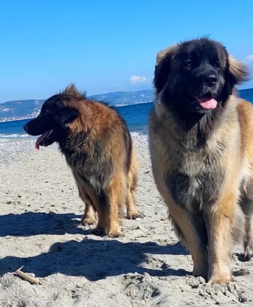 Cuccioli di Leonberger  | Foto 4