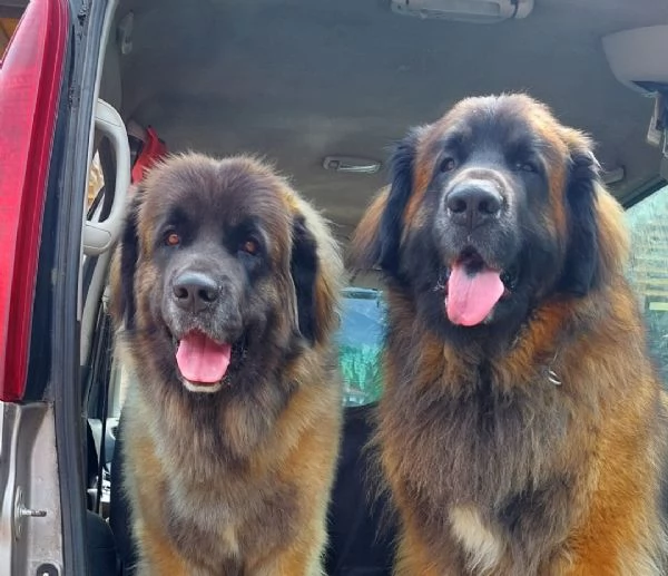 Cuccioli di Leonberger  | Foto 3