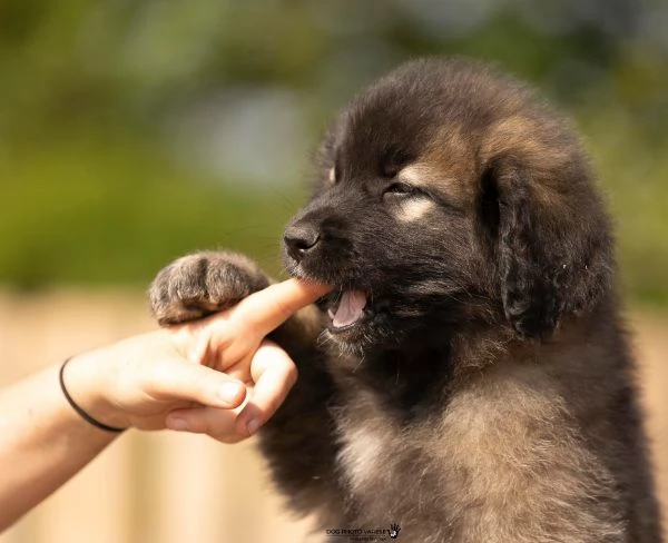 Cuccioli di Leonberger  | Foto 2