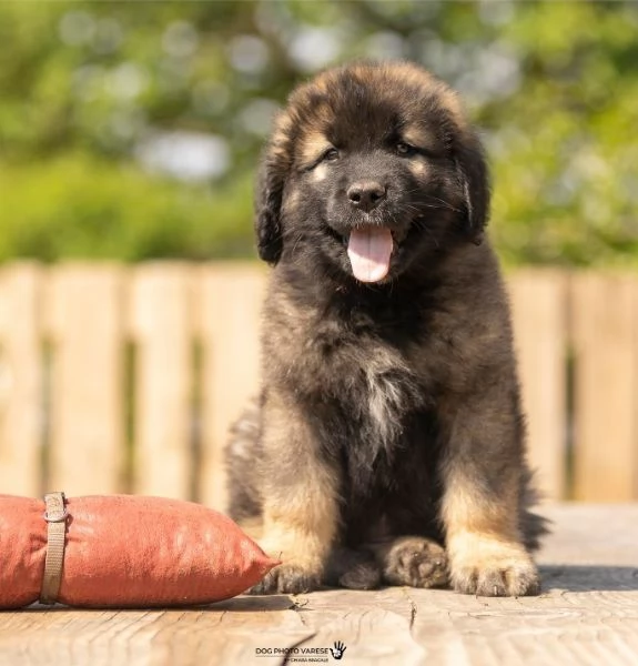 Cuccioli di Leonberger 