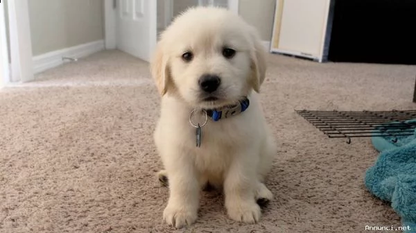 vendita cucciolo cuccioli di golden retrievers