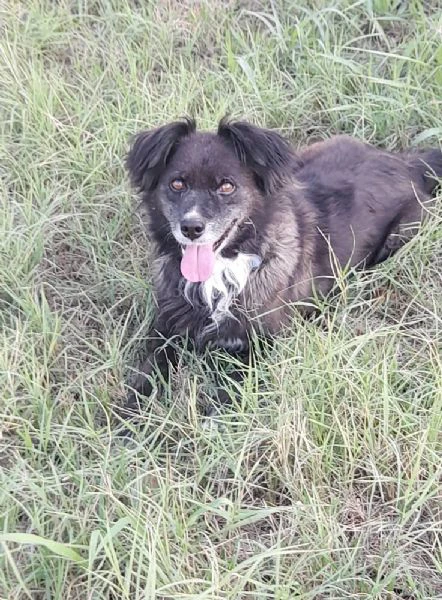 URGENTE Charlie 10 kg e 5 anni tutti passati legato alla catena  vita | Foto 4