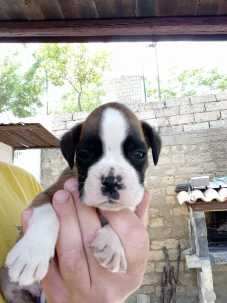 Splendide cucciole di boxer fulve  | Foto 6