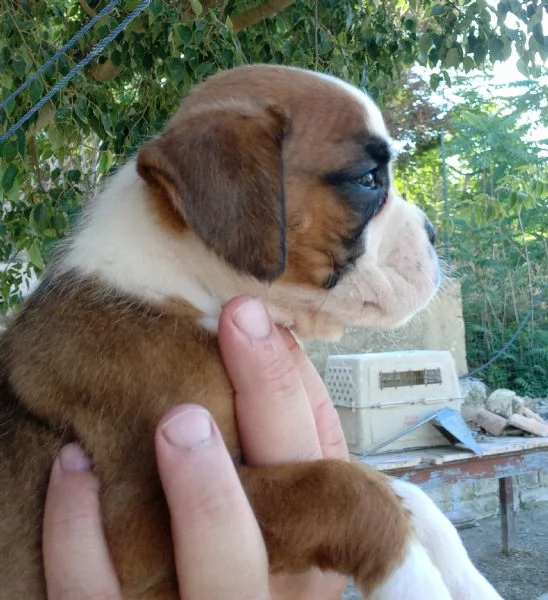 Splendide cucciole di boxer fulve  | Foto 5