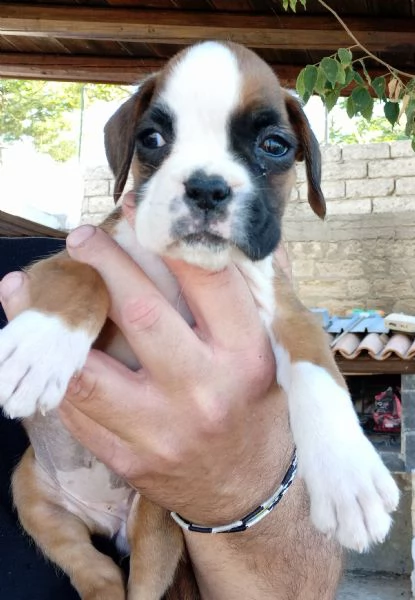 Splendide cucciole di boxer fulve  | Foto 4