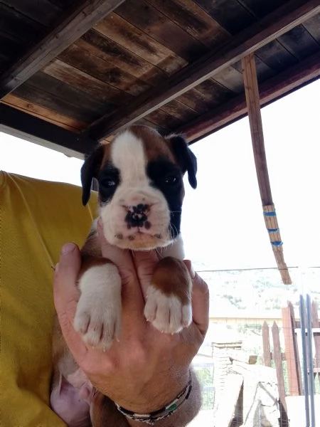 Splendide cucciole di boxer fulve  | Foto 3