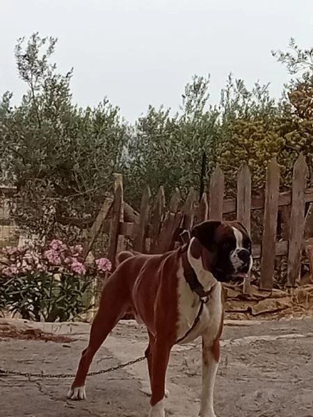 Splendide cucciole di boxer fulve  | Foto 2