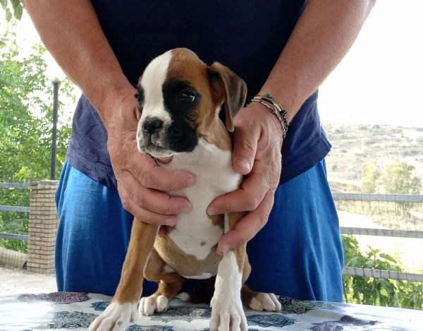 Splendide cucciole di boxer fulve maschera bianca  | Foto 0